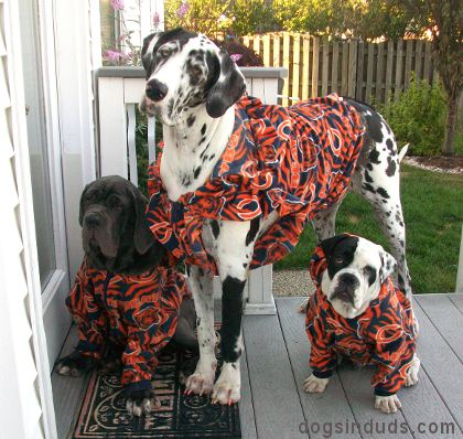 Chicago Bears Fans